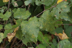 Melampsoridium betulinum