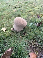Lycoperdon excipuliforme