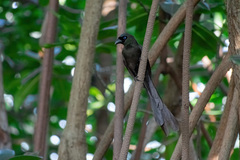Crypsirina temia