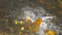 Isthmolongispora