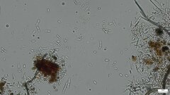 Isthmolongispora