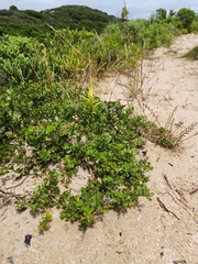 Psoralea bracteolata