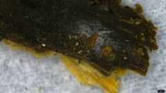 Isthmolongispora