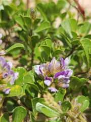 Psoralea bracteolata