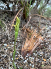 Pterostylis tasmanica