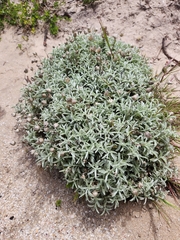 Achyranthemum argenteum