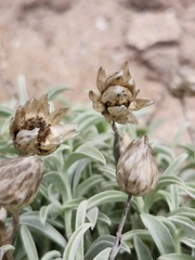 Achyranthemum argenteum