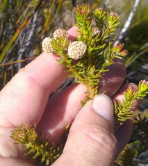 Berzelia arachnoidea