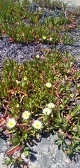 Carpobrotus edulis parviflorus