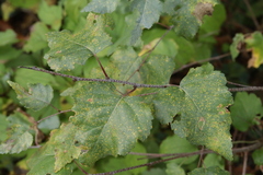 Melampsoridium betulinum