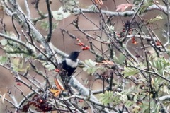 Turdus torquatus