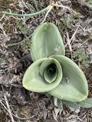 Himantoglossum hircinum