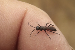 Arachnospila