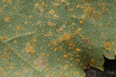 Melampsoridium betulinum