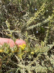 Aspalathus acanthophylla