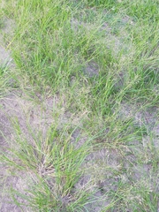 Eragrostis tenuifolia