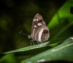 Phaedyma shepherdi