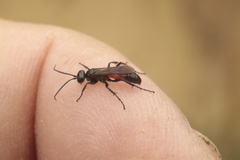 Arachnospila