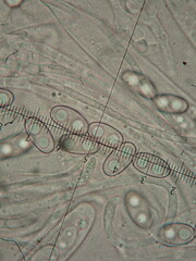 Otidea alutacea