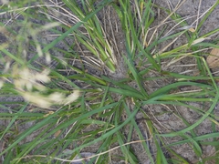 Eragrostis tenuifolia
