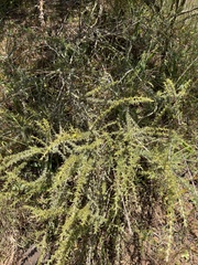 Aspalathus acanthophylla