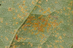Melampsoridium betulinum