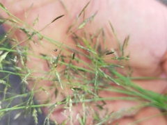 Eragrostis tenuifolia