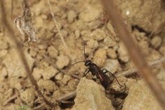 Arachnospila