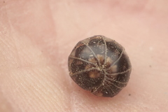 Glomeris hexasticha