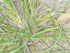 Eragrostis tenuifolia