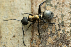Polyrhachis ornata