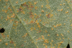 Melampsoridium betulinum