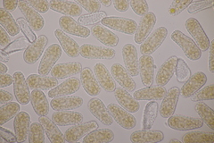 Melampsoridium betulinum