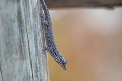 Lygodactylus chobiensis