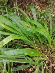 Setaria megaphylla