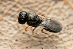 Scelioninae
