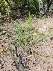 Crassula muscosa