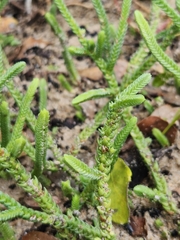 Crassula muscosa
