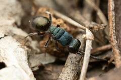 Myrmecomimesis