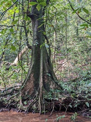Elaeocarpus tuberculatus