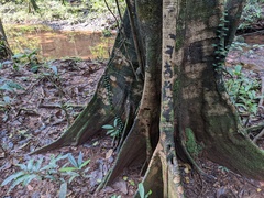 Elaeocarpus tuberculatus