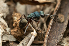 Myrmecomimesis