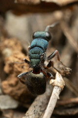 Myrmecomimesis