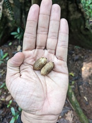 Elaeocarpus tuberculatus