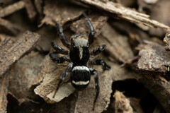 Saitis virgatus