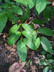 Elaeocarpus tuberculatus