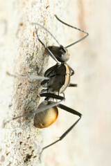 Polyrhachis brisbanensis