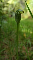 Pterostylis foliata