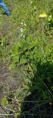 Stachys nigricans