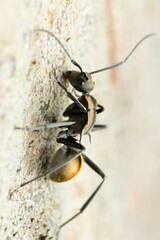 Polyrhachis brisbanensis